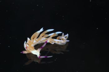 Media type: image;   Malacology 393738 Description: live specimen;